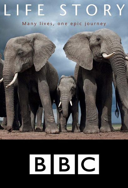 %title插图%num 91免费在线观看一区蓝光片单整理第八弹——超级纪录片(增强4T版)蓝光原盘-适合给孩子普及知识!